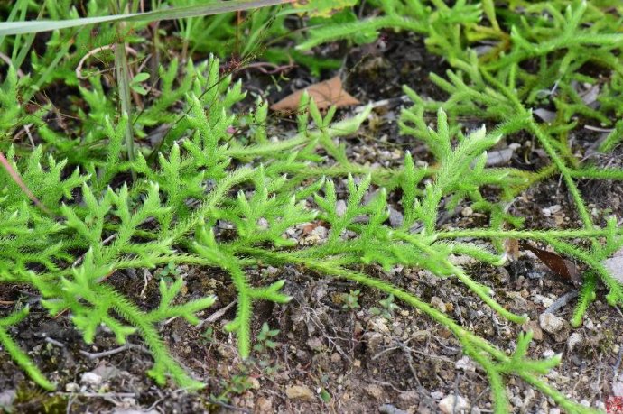 Lycopodium/Lycopodium Powder