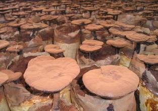 Ganoderma Lucidum/Ganoderma Powder