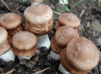 Agaricus Blazei/Agaricus Powder