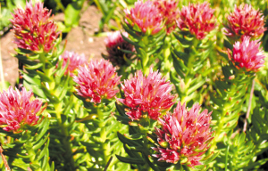 Rhodiola Rosea Extract