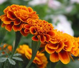 Marigold Flower Extract