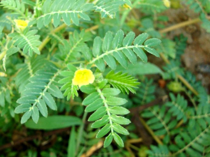 Tribulus Terrestris Extract