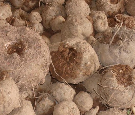 Konjac Glucomannan