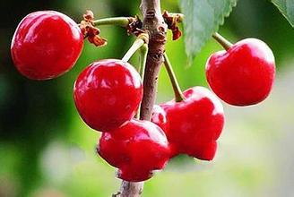 Acerola Cherry Extract