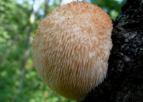 Hericium Erinaceus Extract