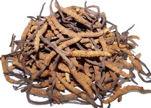 Cordyceps Sinensis Extract