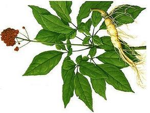 Ginseng Extract