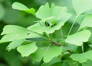 Ginkgo Biloba Extract