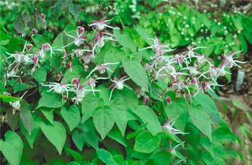 Epimedium Extract