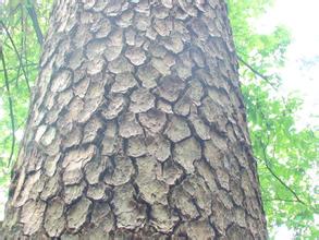 Pine Bark Extract