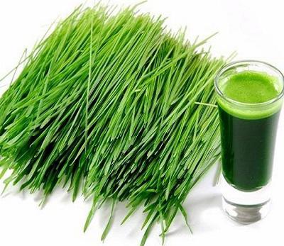 Barley grass powder