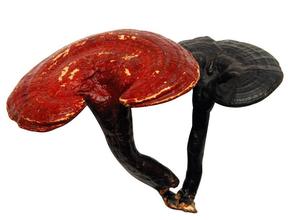 Reishi Mushroom Extract