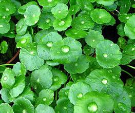 Centella Asiatica Extract