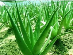 Aloe Vera Extract