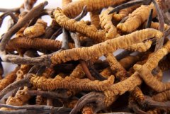 Cordyceps Sinensis/Cordyceps Powder