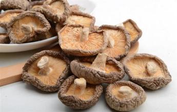 Shiitake Mushroom