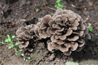 Maitake mushroom