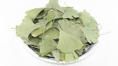 Ginkgo Biloba Leaves