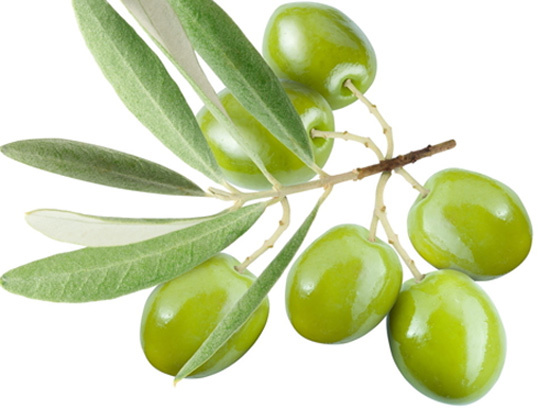 Olive Leaf Extract