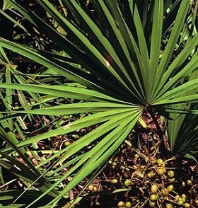 Saw Palmetto Extract