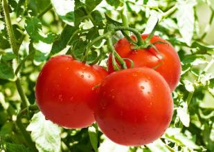 Tomato Extract